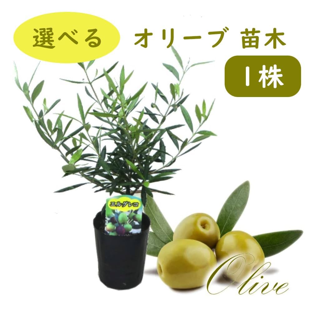 オリーブの木　約107㎝　エルグレコ オリーブ・エルグレコ L – 鉢人Green